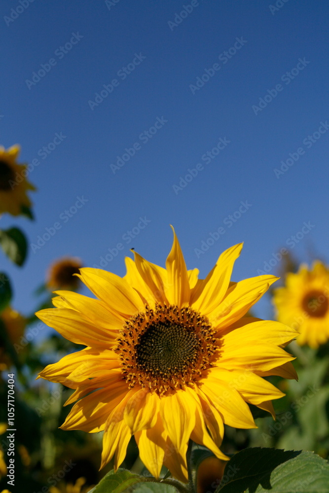 Blüte einer Sonnenblume gegen blauen Himmel Blüte einer Sonnenblume gegen blauen Himmel