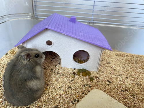 A sad, lonely Dzungarian hamster is sitting in a cage near his little plastic house. photo