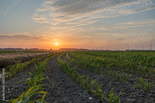 vista panoramica del sole che tramonta all'orizzonte, visto da un ambiente naturale di campagna in pianura con campi coltivati, in primavera e cielo leggermente nuvoloso photo