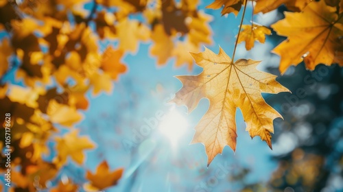 Maple leaves turn yellow under a sunny autumn sky.