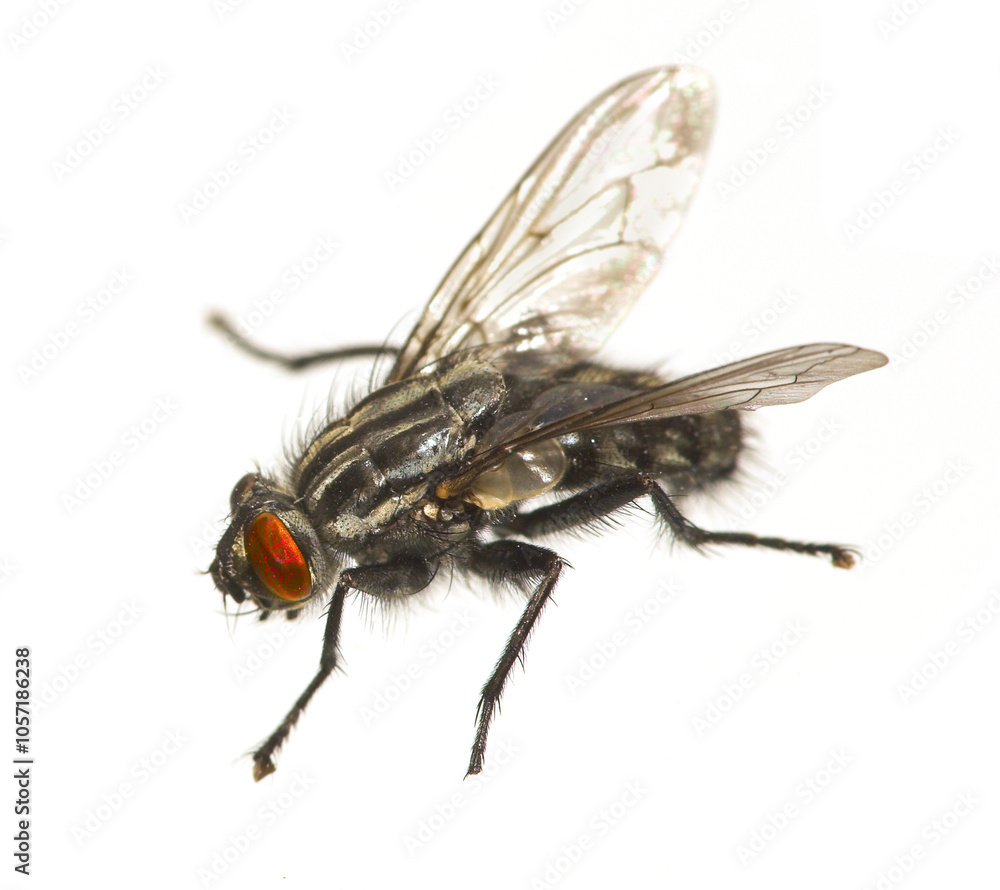 Fly, bug and insect with wings for science, closeup and common species with form. Housefly, parasite and biology detail for scientific research of pest for disease control with white background Fly, bug and insect with wings for science, closeup and common species with form. Housefly, parasite and biology detail for scientific research of pest for disease control with white background