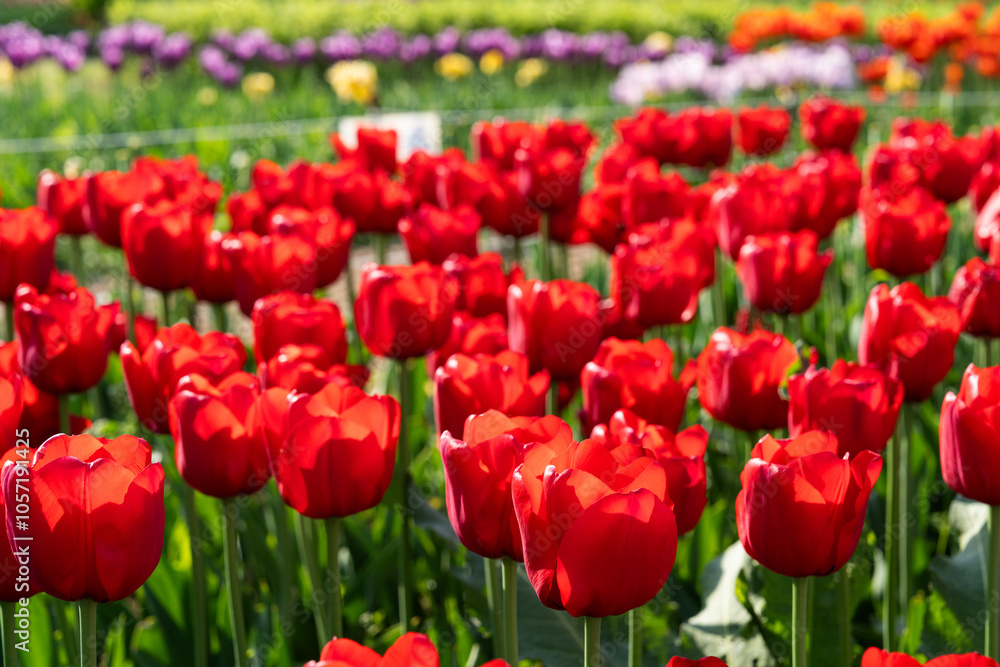 various tulips in the park various tulips in the park