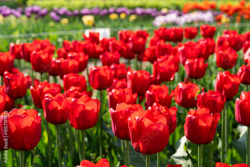 various tulips in the park
