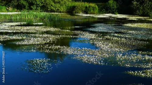 Aquatic flowers in the landscape on the Sete Muiños e Pedra da Agua route in Guitiriz in the Terra Cha region. Santiago's road. Province of Lugo. Galicia. Spain. Europe