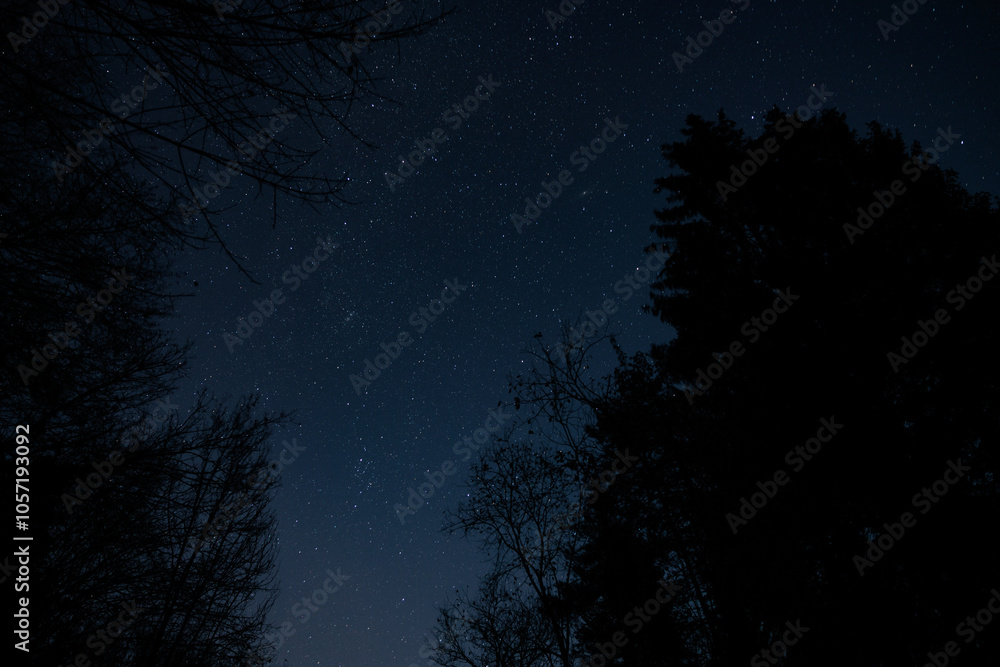 fotografia che mostra il cielo stellato e sereno di notte, visto dal basso e da sotto gli alberi di un bosco di montagna, nel nord Italia