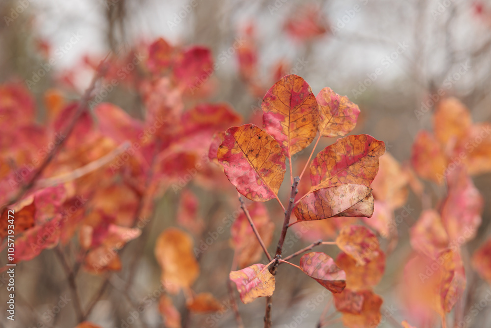 vista macro delle foglie di colore rosso ed arancione di una pianta di scotano o albero di nebbia in autunno sulle alture del Carso Italiano vista macro delle foglie di colore rosso ed arancione di una pianta di scotano o albero di nebbia in autunno sulle alture del Carso Italiano