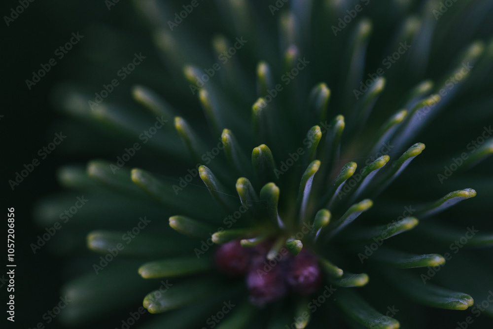 Obraz premium Abstract plants foliage close up