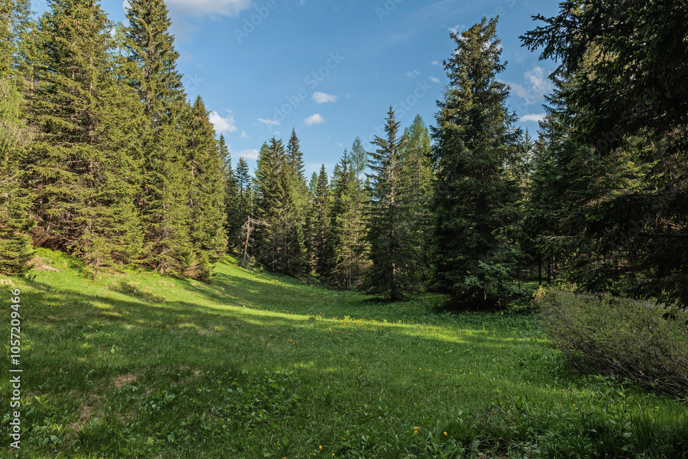 vista panoramica frontale e da vicino su un bosco di abeti in un ambiente naturale, tra le montagne del Veneto, in estate, con cielo sereno