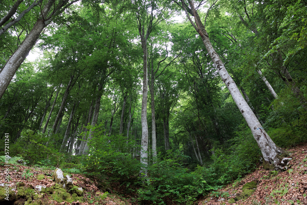 Fototapeta premium ampia vista panoramica di una fitta e vasta foresta di alberi di faggio, con le chiome verdi, lungo un pendio di una montagna nel nord Italia, di giorno, in estate
