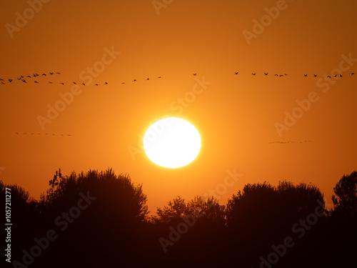 common cranes autumn migration in the sunrise