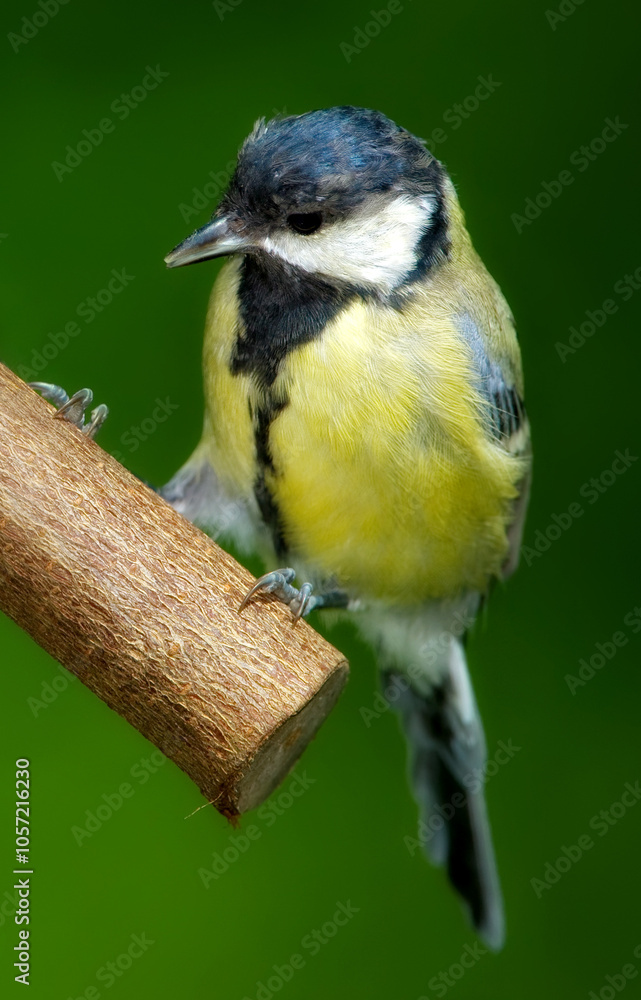 Naklejka premium Environment, spring and great tit on tree in nature for sustainability, ecology or wildlife ecosystem. Garden, fauna and closeup of animal in countryside for bird watching, conservation and park