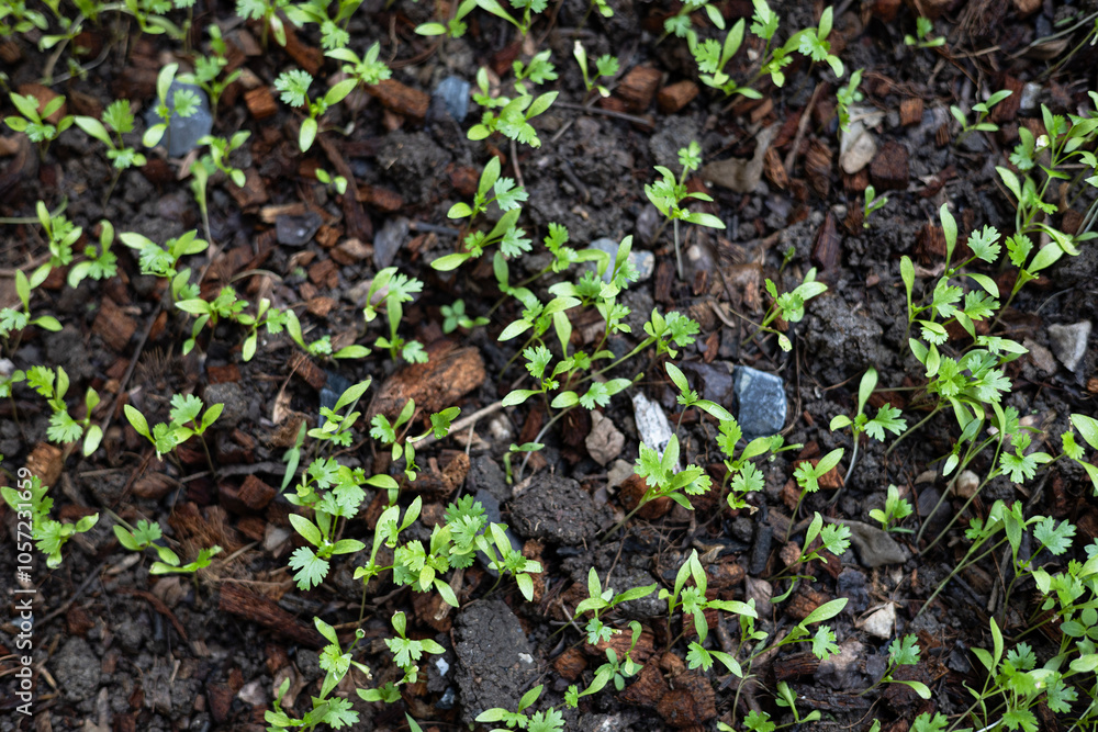 Green Cilantro Sprouts In The Garden Green Cilantro Sprouts In The Garden