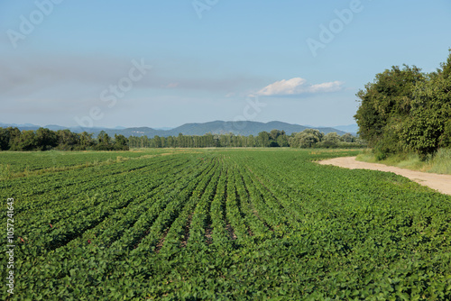 Bild auf Leinwand vista panoramica su un area verde rurale e naturale di campagna nel nord Italia,