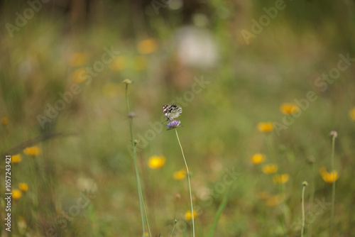 vista macro di una farfalla dalle ali a macchie e segni bianchi e neri, su un fiore color viola chiaro, con un campo verde e giallo sullo sfondo, in un ambiente naturale, di giorno, in estate photo