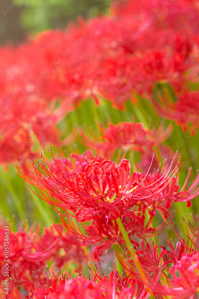 群生する彼岸花