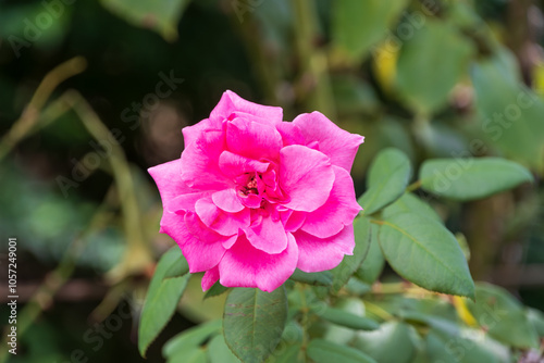 Bright Pink Rose in Full Bloom