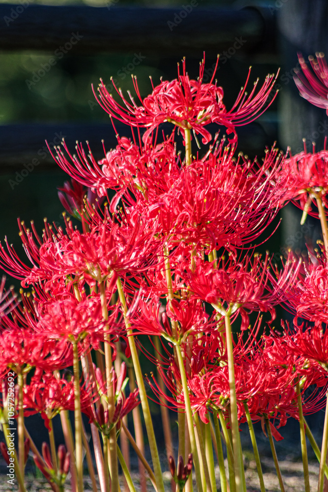 群生する彼岸花