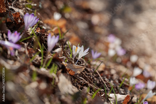 vista macro di un folto gruppo di crocchi viola e bianchi in un ambiente naturale di campagna, nell'Italia nord orientale, di mattina, a inizio primavera photo