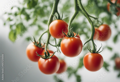 Branches of tomatoes on a white background full depth of field