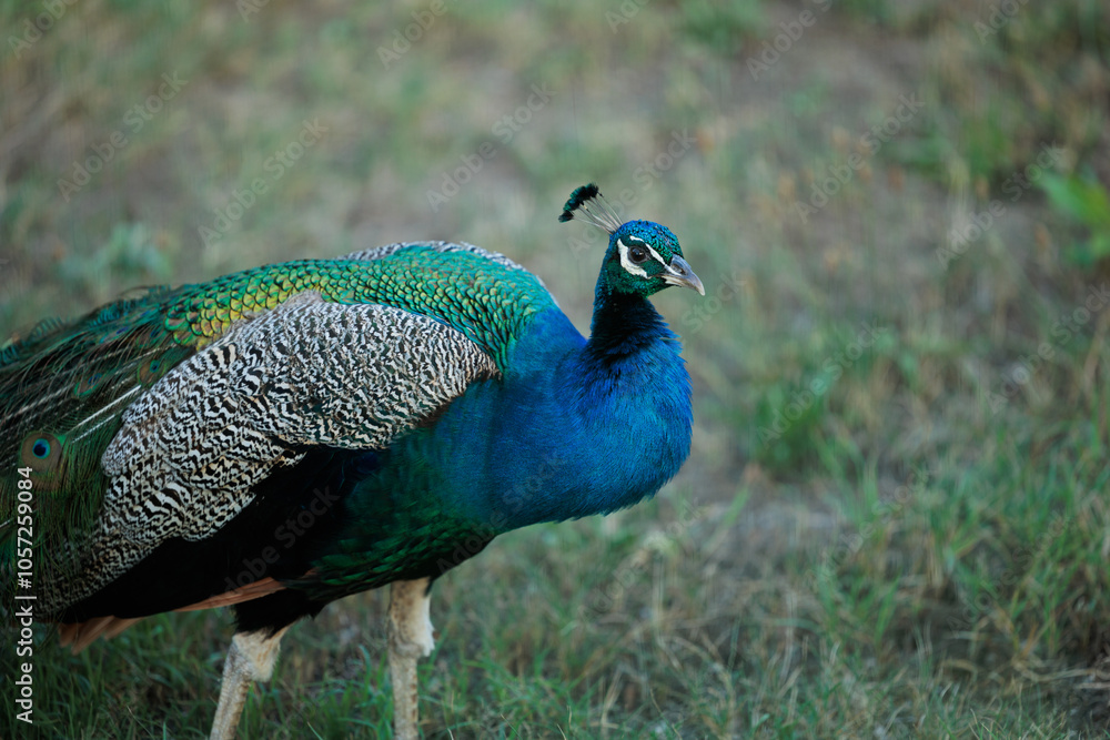 Fototapeta premium ritratto dettagliato di un bellissimo esemplare maschio di pavone, dal piumaggio blu e verde smeraldo mentre si sposta lentamente in un giardino, all'aperto