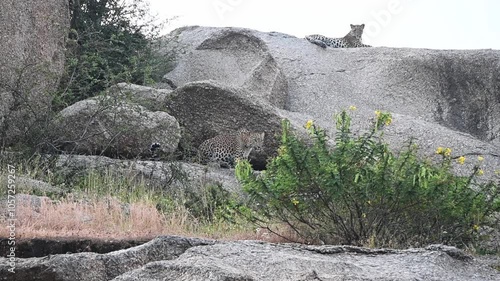 Two leopards on the huge boulder of Jawai natioanal park photo