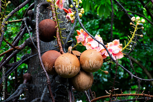 Flowers of cannonball tree and fruits of sala langka plant in garden park in Wat Pa Sukjai temple for thai practitioner pilgrim meditation retreat and respect praying observe in Samut Prakan, Thailand photo