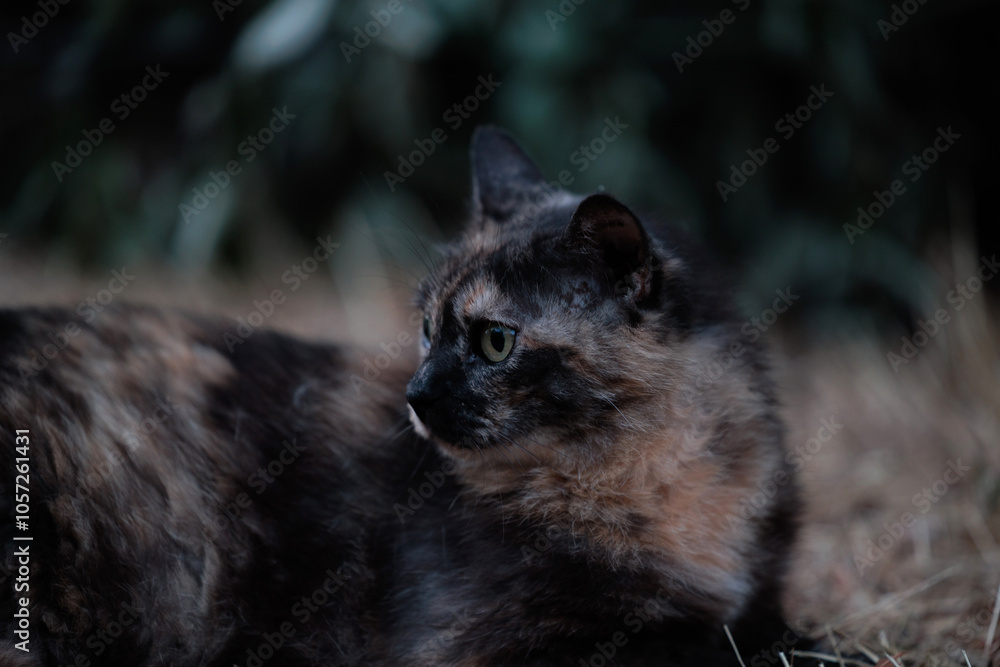 gatto dal pelo nero e marrone in primo piano, visto di profilo, mentre guarda indietro, all'aperto, nella penombra