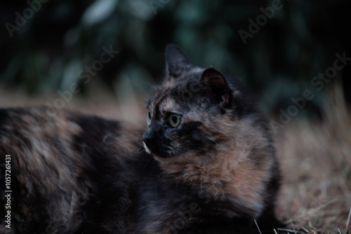 Obraz na płótnie gatto dal pelo nero e marrone in primo piano, visto di profilo, mentre guarda indietro, all'aperto, nella penombra w salonie