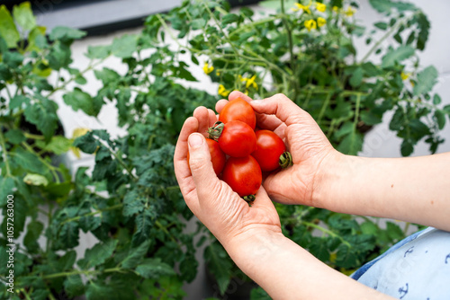 Hands with tomatoes. Seedlings for growing on window. Harvest on greenhouse. Close up