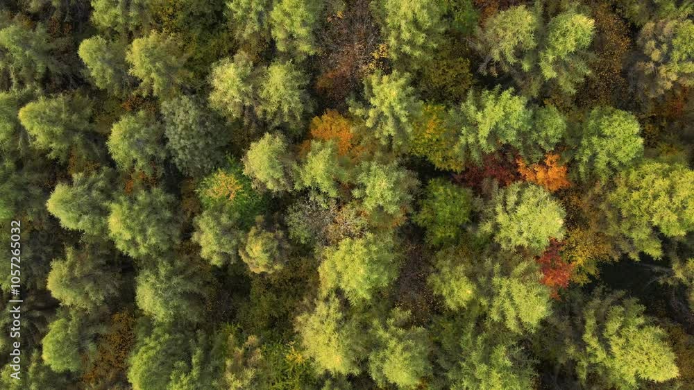 Marvelous view, flying over beautiful woods in amazing autumn time, cinematic nature woodland. Branches and leaves move freely in wind. Aerial drone flies over majestic colorful forest at morning Marvelous view, flying over beautiful woods in amazing autumn time, cinematic nature woodland. Branches and leaves move freely in wind. Aerial drone flies over majestic colorful forest at morning