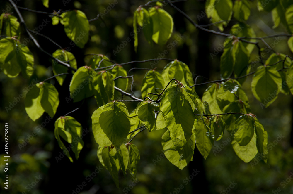Blätter im Wald Blätter im Wald