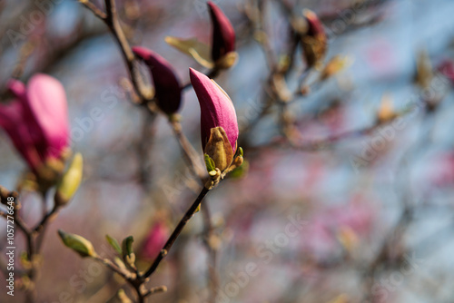 vista macro dei germogli dei fiori color magenta di una pianta di magnolia, di giorno, in primavera photo