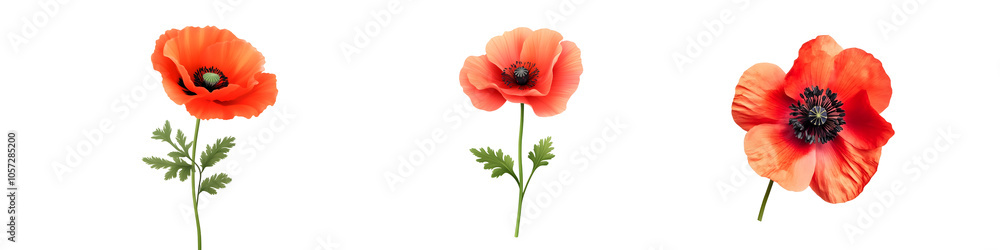 Vibrant poppy flowers on black background Vibrant poppy flowers on black background