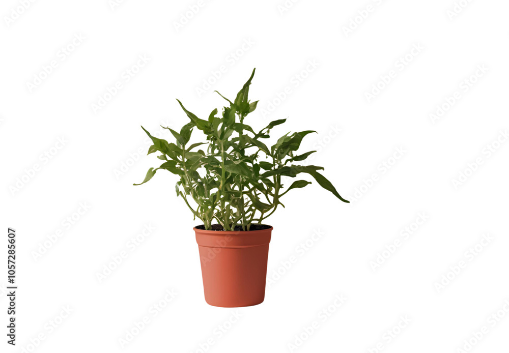 Chili plant png Chili plant png