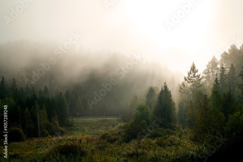 Mystical fog in the forest at dawn