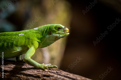 Fijian iguana in a terrarium