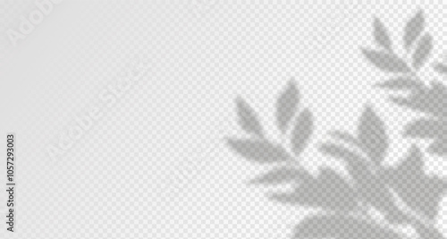 Glare from the sun's rays on the wall. Blurred shadows from leaves and plants in the room. Soft overlay of natural light. Abstract background for product presentation.Natural light layout.