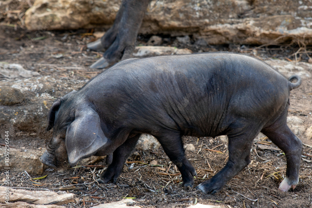 A pig is genus Sus,within the even-toed ungulate family Suidae. Pig farming or hog farming is the raising and breeding of domestic pigs as livestock farmed principally for food e.g. pork, bacon,gammon A pig is genus Sus,within the even-toed ungulate family Suidae. Pig farming or hog farming is the raising and breeding of domestic pigs as livestock farmed principally for food e.g. pork, bacon,gammon