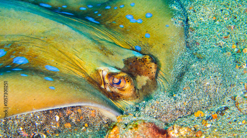 Blue-spotted Ribbontail Ray, Taeniura lymna, Reef Building Corals, Coral Reef, Lembeh, North Sulawesi, Indonesia, Asia photo