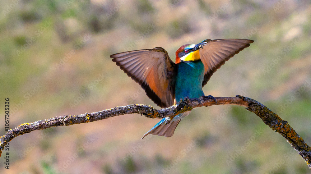 Fototapeta premium Bee-eater, Merops apiaster, Mediterranean Forest, Castilla y Leon, Spain, Europe