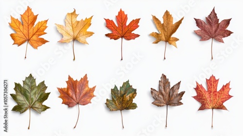 Collection of warm-toned maple leaves, perfect for adding a touch of autumn, isolated on transparent background