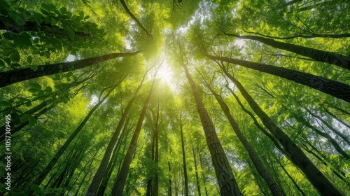 A serene view of a lush forest with sunlight filtering through the trees.