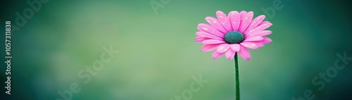A vibrant pink flower stands alone against a soft green background, symbolizing beauty, resilience, and the delicate wonders of nature.