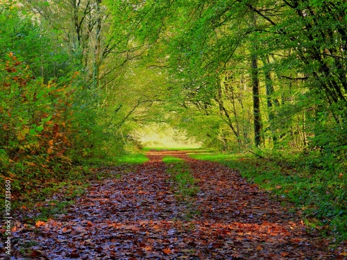 Chemin en automne
