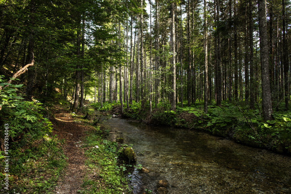panoramica frontale su un verde bosco di abeti ed un vicino ruscello pieno d'acqua, di giorno, nell'Italia nord orientale, in estate
