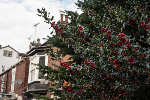 a holly tree in a garden