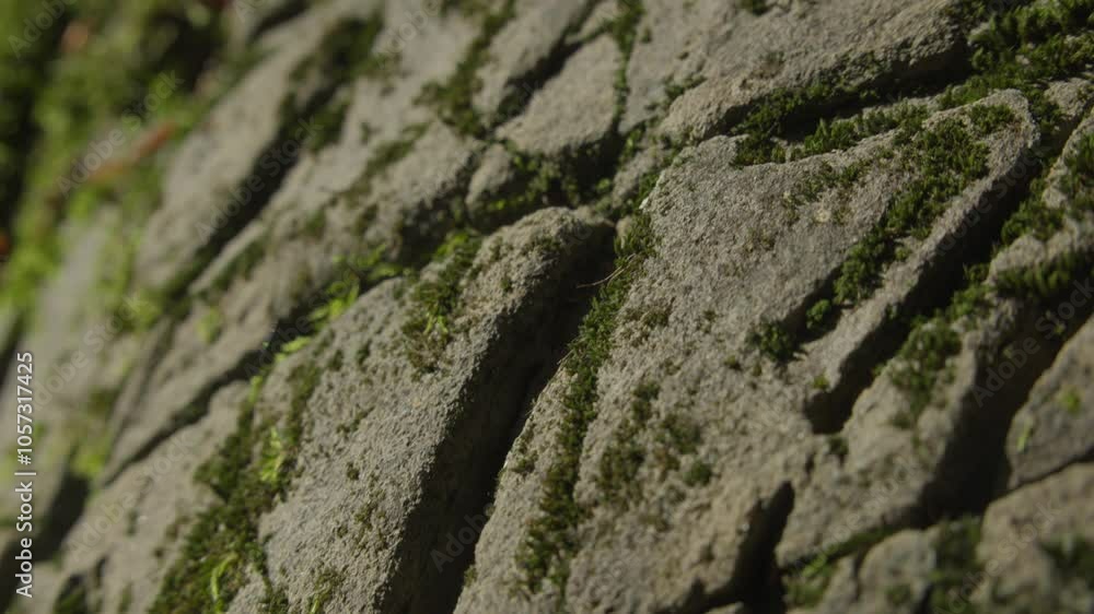 Close-Up of Cracked Stone with Green Moss Growth Close-Up of Cracked Stone with Green Moss Growth