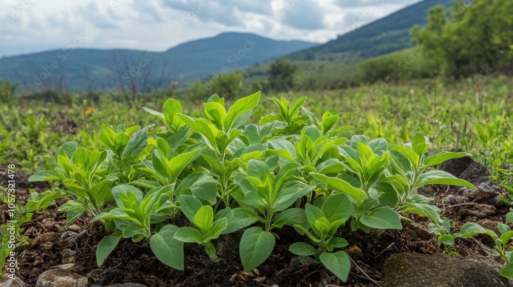 A cluster of young Withania plants is visibly thriving in a rural landscape highlighting their characteristics as dicotyledonous plants A cluster of young Withania plants is visibly thriving in a rural landscape highlighting their characteristics as dicotyledonous plants