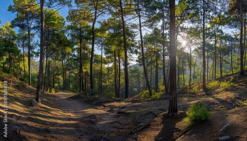 Obraz premium Sunbeams Filtering Through a Dense Pine Forest