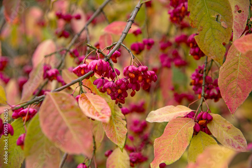 Branches with berries of Euonymus europaeus. Autumn view